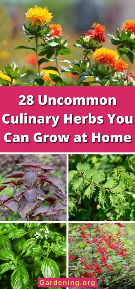 28 Uncommon Culinary Herbs You Can Grow at Home Culinary Herb Garden, Chive Flower, Saffron Crocus, Food Forest Garden, Pollinator Plants, Pineapple Sage, Garlic Chives, Herb Gardening, Garden Salad