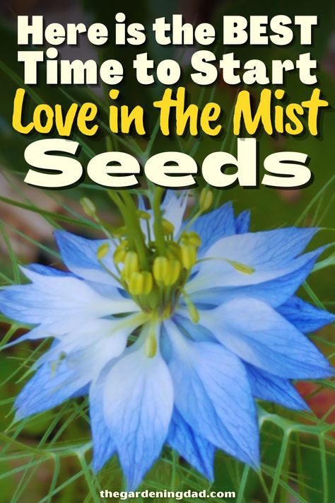 Do you want to try your knack of growing a different type of flower? Look no further, the details about how to start Love in the Mist Seeds can be found here. #Thegardeningdad #LoveintheMist #Garden Love In The Mist Flower, Love In A Mist Flower, Mist Flower, Love In The Mist, Flowers From Seed, Love In A Mist, Dried Flowers Diy, The Mist, Fall Plants