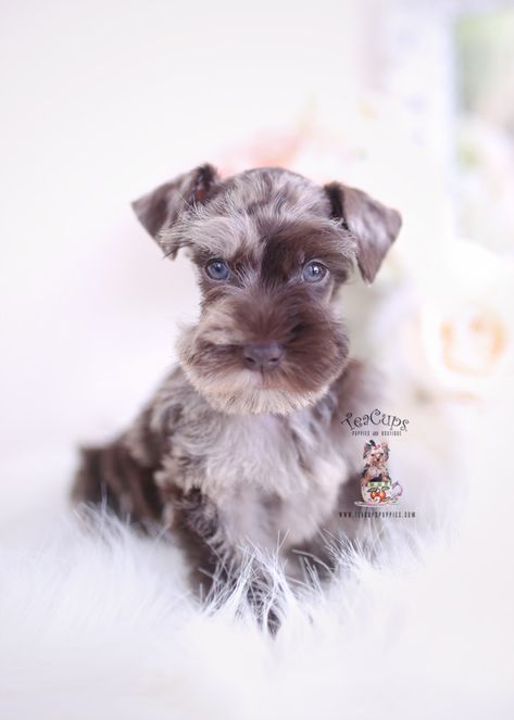 chocolate-merle-mini-schnauzer-puppy-for-sale-teacup-puppies-229-aa Merle Mini Schnauzer, Merle Schnauzer, Teacup Puppy Breeds, Apricot Hair, Teacup Schnauzer, Puppy Teacup, White Miniature Schnauzer, Toy Schnauzer, Pup Patrol