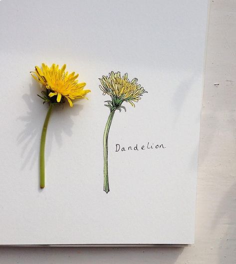 Flowers Drawing Simple, Dandelion Drawing, Isak & Even, Dandelion Tattoo, Flowers Drawing, Architecture Art Design, Drawing Simple, 수채화 그림, Trendy Flowers