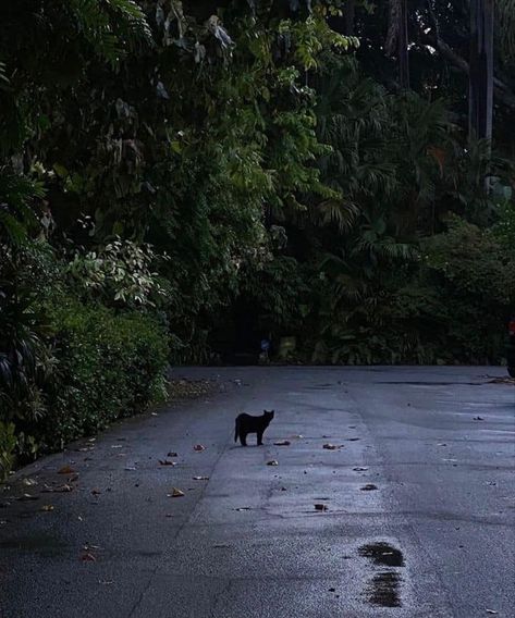 ❦ 𝐄𝖙𝖍𝖊𝖗𝖊𝖆𝖑 𝐕𝖎𝖇𝖊𝖘 ❦ Dark Cat Aesthetic, Jen Ceballos, Black Cat Aesthetic, Dark Green Aesthetic, Cat Aesthetic, Nature Aesthetic, Pretty Places, Green Aesthetic, Of Ideas