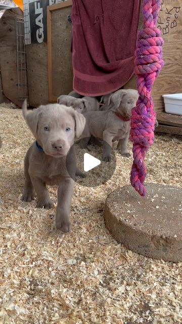 silver lining labradors on Instagram: "Babies!   🐾 • ❤️ • 🐾 • ❤️ • 🐾 • ❤️ • 🐾 • ❤️ •🐾   . . .  #silverlab #silverpuppy #labradorretriever #labsofinstagram #lablove #silverlabrador #silverlabpuppy #pet #servicedog #dogsofinstagram #ilovedogs #ilovemydogs  #hunting #mansbestfriend #bestpals #oregon  #labrador #lab #puppies #love #cute #sweet #puppylove #puppylife #puppyoftheday #puppiesofinstagram #puppiesofig" Silver Labrador Puppies, Grey Labrador, English Lab Puppies, Silver Lab Puppies, Silver Labrador, Chocolate Lab Puppies, Puppy Wallpaper, Silver Lab, Lab Puppies