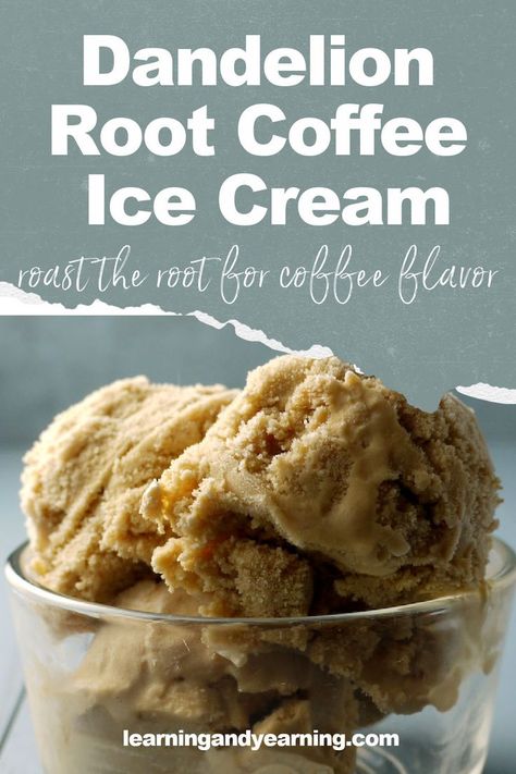 Enjoy this delicious foraged treat - roasting the root gives it an amazing flavor and the dandelion root coffee ice cream can be sweetened with maple syrup or organic sugar. #foraging #natural #icecream #dandelion #dandelionroot #recipe #homesteading #realfood Dandelion Root Coffee, Preparedness Ideas, Coffee Ice Cream Recipe, Roasted Dandelion Root, Dandelion Benefits, Survival Foods, Foraging Recipes, Coffee Substitute, Homegrown Food