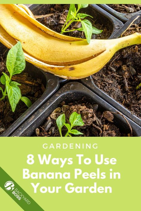 Easy, DIY ways to reduce waste and help your garden. Natural ways to use banana peels to fertilize, get rid of pests, compost and more. Banana Peel Uses, Banana Peels, Garden Remedies, Eco Friendly Garden, Natural Fertilizer, Garden Compost, Banana Peel, Fertilizer For Plants, Garden Help