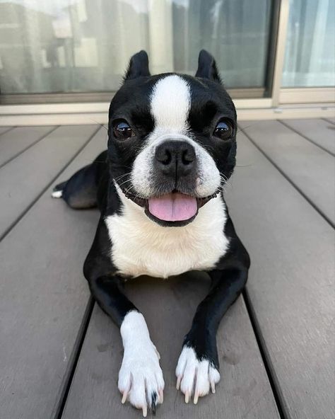 Boston Terrier Lover, Royal Garden, Boston Terriers, Cute Animal Pictures, Bulldog Puppies, Tag A Friend, Just For Fun, Random Things, A Smile