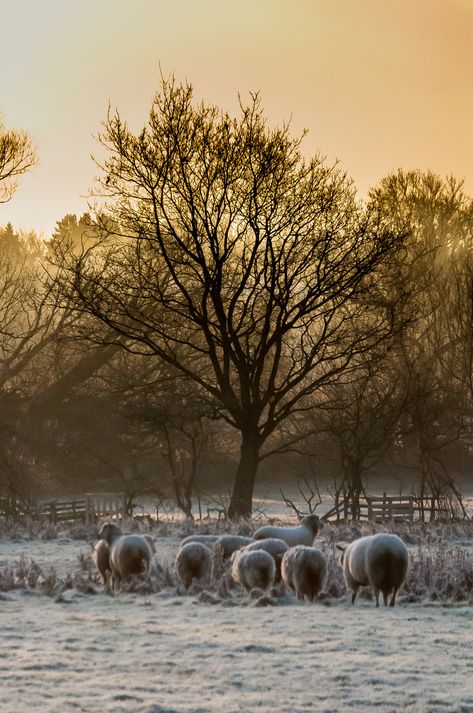 https://flic.kr/p/QvH9gG | Frosty morning | Frosty morning Morning Meme, Morning Beach, Frosty Morning, Sunset Rose, Beginning Of Spring, Artsy Fartsy, Beautiful Creatures