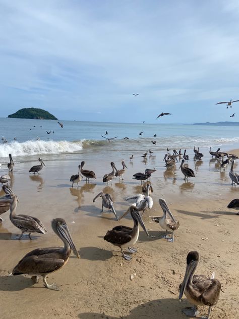 #beach #playa #rincondeguayabitos #nayarit #mexico #vacation #vacaciones Mexico Vacation, Vision Board, Collage, Pins, Rincon