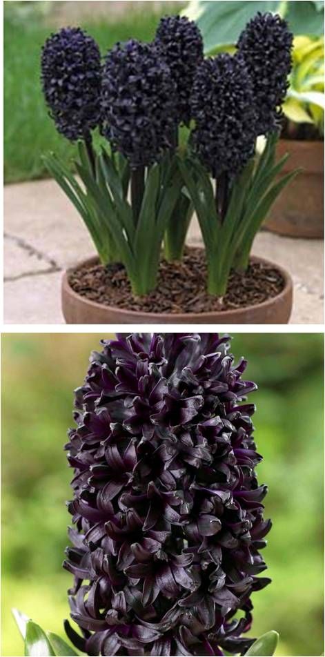 Narciso negro Witchy Plants, Dark Plants, Garden Palette, Black Plants, Witchy Garden, Flowers For The Garden, Dark Garden, Gothic Garden, Flower Bulbs