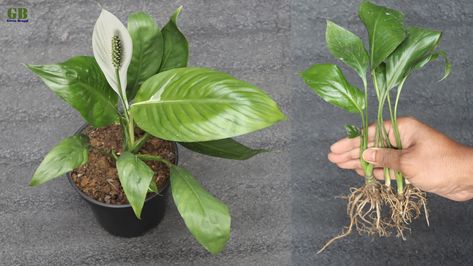 Peace lily propagation and care #peacelily #lily #indoorplant #araceae #houseplant #houseplants #nasa #indoorplants #propagation #plants #plant #indoorgarden #indoorgardening #growing #grow Peace Lily Propagation In Water, Peace Lily Propagation, Propagation Plants, Lily Plant, Peace Lily Plant, Plant Propagation, Peace Lily, Propagating Plants, All About Plants