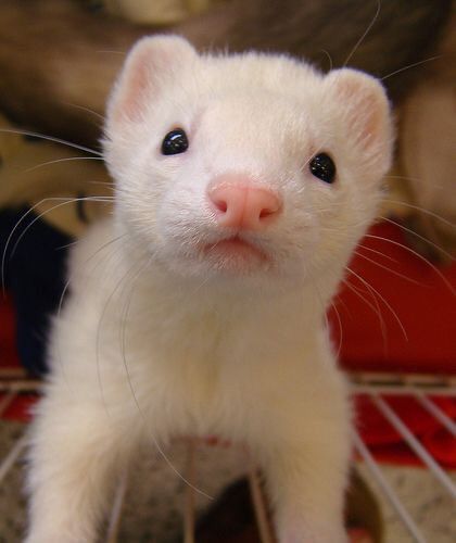 White Ferret, Ferret Cage, Ferret, Books