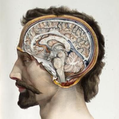 University of Toronto Libraries | Anatomia Collection | Nicolas Henri Jacob (1781-1871) Anatomy Head, Male Figure Drawing, Brain Anatomy, Brain Art, Human Body Anatomy, Human Figure Drawing, Human Anatomy Art, Vintage Medical, Medical Art