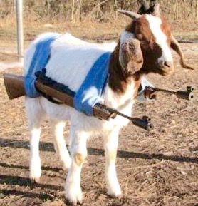 Armed Animals! Goat Pun, Goat Quote, Indian Funny, Goats Funny, Cute Goats, A Goat, Funny Animal Memes, Animal Memes, Bones Funny