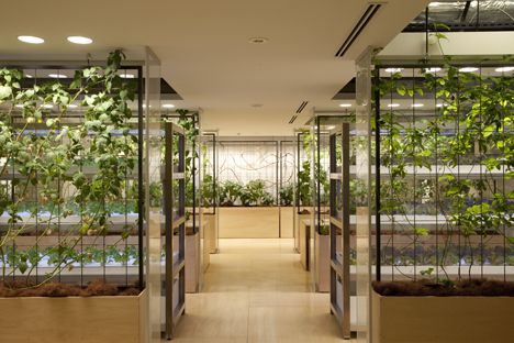 Pasona Urban Farm by Kono Designs Growing Tomatoes Indoors, Urban Farms, Vertical Farm, Greenhouse Farming, Bank Vault, Smart Farm, Indoor Farming, Tomato Vine, Vertical Farming