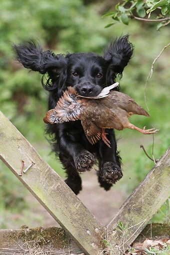 Working English Cocker Spaniel, Black Working Cocker Spaniel, Cocker Spaniel Working, Cocker Spaniel Art, Working Spaniel, Working Cocker Spaniel, English Spaniel, Sprocker Spaniel, Bobwhite Quail