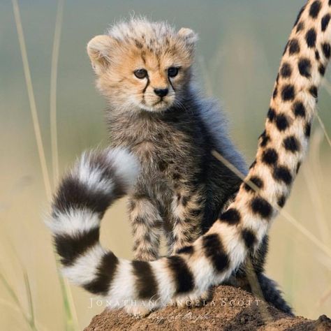 Cheetah cub. Funny Wildlife • Today’s Cuteness brought to you straight from... Cheetah Cub, Baby Cheetah, Cheetah Cubs, Baby Cheetahs, Animal Babies, Gato Grande, Awesome Animals, Cat Family, Baby Animals Funny