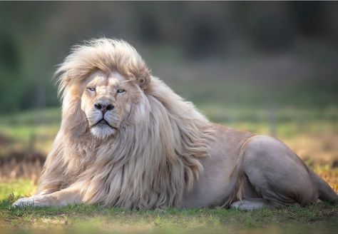 Wildlife Photographer Promotes Lion Conservation With Stunning Portraits Albino Lion, Panthera Leo, Lion Photography, Wild Lion, Beautiful Lion, Lion Wallpaper, African Lion, White Lion, Lion Tattoo