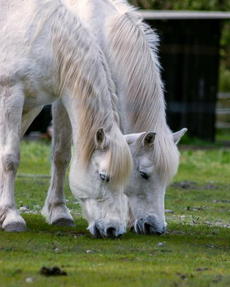 Dans le cadre d’une inter près de Bordeaux je me retrouvais pile en face deux très beau chevaux blancs, la tentation était trop forte 📸📸📸🐴 #horse #white #whitehorse #chevaux #equitation #centreequestre #gironde #photo #photography #canon #manere_photography Horse White, Photography Canon, La Face, Photo Photography, Canon, Photography, White, Instagram