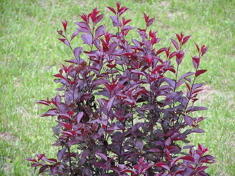 purple leaf sand cherry Purple Leaf Sand Cherry, Purple Shrubs, Sand Cherry, Tattoo Plant, Flowering Cherry Tree, Backyard Landscape, Specimen Trees, Perennial Shrubs, Fast Growing Trees