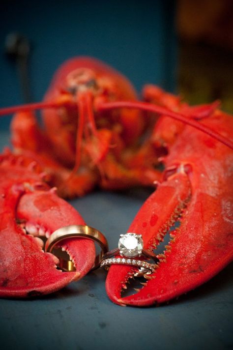 37 Beautiful Wedding Ring Pictures You Have to Take on Your Big Day Lobster Photography, Lobster Wedding, Lobster Dinner, Wedding Ring Pictures, England Summer, Peaks Island, Tattoo Wedding Rings, Ring Photography, Ocean Photos