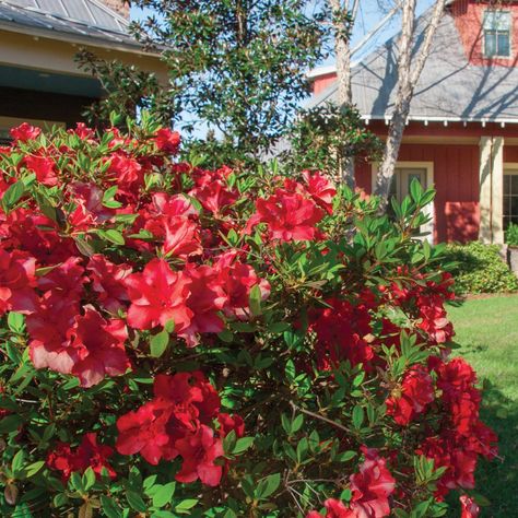 Ready to ignite excitement in your garden? Red Encore Azaleas deliver a show-stopping color that blazes through spring, summer, and fall! With six stunning red varieties, including the bold Autumn Bonfire and velvety Autumn Fire, your landscape will glow with beauty year-round! 🔥 Why Red Encore Azaleas? 🌺 Year-Round Appeal: Brilliant red blooms PLUS evergreen foliage 🌺 Multi-Season Beauty: Bloom up to 3 times a year 🌺 Winter Charm: Purple-bronze winter foliage adds seasonal interest 🌺 Easy C... Autumn Bonfire, Encore Azaleas, Autumn Fire, Winter Foliage, A Year, Check It Out, Spring Summer, Purple, Red