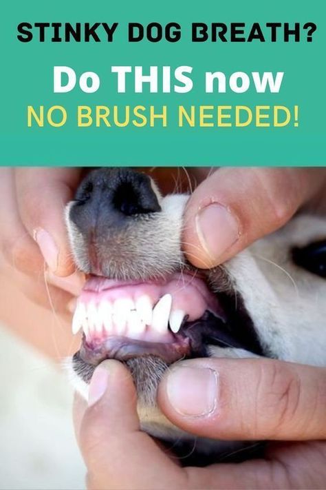 stinky dog breath? Stinky Dog Breath, Dog Teeth Care, Bad Dog Breath, Stinky Dog, Dogs Teeth, Painting Front Porch, Dog Toothpaste, Dog Breath, Dog Grooming Tips