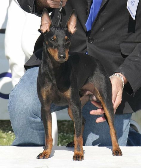 Toy Manchester Terrier, English Toy Terrier, Toy Terrier, Manchester Terrier, Mixed Breed Dogs, Mixed Breed, Boston Terrier, Dog Breeds, Manchester