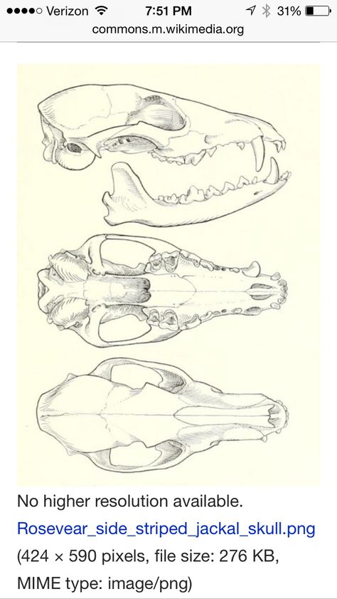 Jackal skull Animal Skull Anatomy, Animal Bones Drawing Sketch, Animal Study Sketch Anatomy, Wolf Jaw Tattoo, Animal Jaw Bone Tattoo, Animal Skull Drawing Reference, Wolf Jaw Bone, Fox Skull Drawing, Animal Bones Drawing