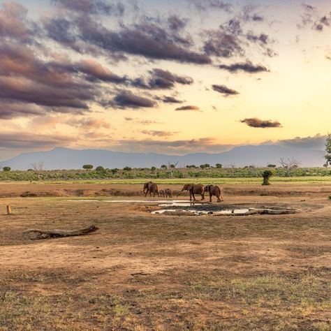 Land of the legendary Man Eaters & Impressive Elephants | Tsavo East National Park 🐘🐘🐘 🐾🐾🐾 For an elevated experience, your stay at Sentrim Tsavo Awaits 😍 🐾🐾🐾 Let Us Arrange Together Your Next Kenya and Tanzania Safari Vacation Experience Call | DM | WhatsApp +254 721 333 780 📧reservations@expeditionkenyasafari.com First Night in Nairobi ON US for Safari Experiences 7 Days and Above SHARE | LIKE | TAG #familytime #friendsforever #couple #traveladvisor #traveladventures #kenyasafari #wildlife ... Safari Vacation, Kenya Safari, Tanzania Safari, Nairobi, Family Time, Friends Forever, Tanzania, First Night, Kenya