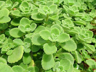 Vicks Plant - Plectranthus tomentosa care and culture Vicks Plant, Cuban Oregano, Oregano Plant, Flower Pot Garden, Perennial Herbs, New Roots, Bonsai Plants, Aromatic Herbs, Rare Succulents