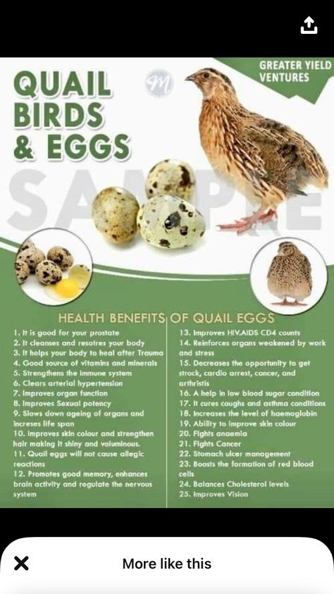 Benefits Of Quail Eggs, Quail Eggs Benefits, Quail Egg Recipes, Quail Care, Quail Raising, Quail Farming, Quail Pen, Button Quail, Quail Coop