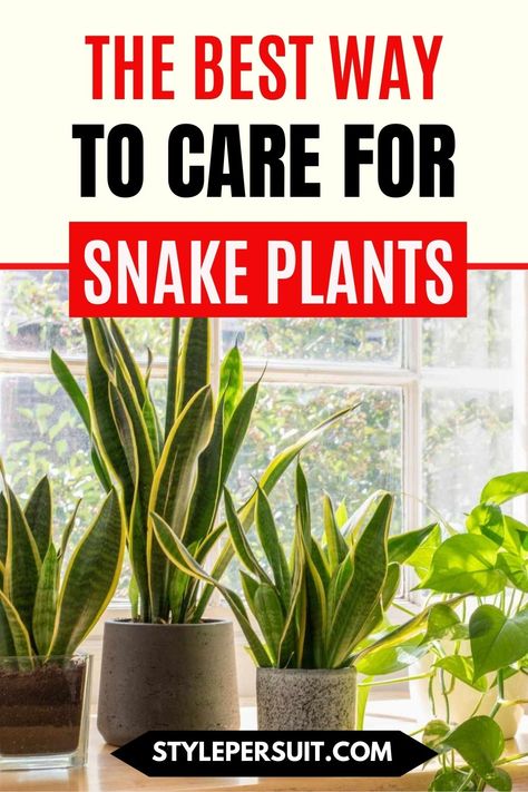 How to Care for Snake Plants: Best Snake Plant Care Tips – StylePersuit Snake Plant Decor, Snake Plant Indoor, Snake Plant Propagation, Snake Plant Varieties, Water Snake, Snake Plant Care, Snake Plants, Plant Care Houseplant, Plant Problems