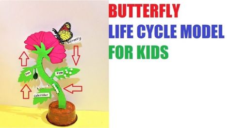 Butterfly Life Cycle Model for School Exhibition - DIY School Project Working and Non Working Models for Science Exhibitions or Science Fair Butterfly Life Cycle Project, Butterfly Lifecycle, Exhibition Project, Science Exhibition, School Exhibition, Cool Science Fair Projects, Geography Project, Physics Projects, Chemistry Projects