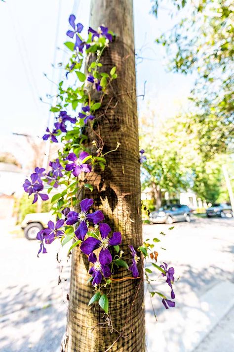 Beautiful flowering vines that love to climb, clematis adds spectacular vertical interest to the garden when trained to grow up poles, trees, arbors, or pergolas. But how do you accomplish this? Learn how to train clematis to grow vertically now on Gardener's Path. #clematis #gardening #gardenerspath Clematis Vine Trellis, Grow Vertically, Clematis Trellis, Climbing Clematis, Training Vines, Bird Feeder Poles, Climbing Trellis, Clematis Plants, Arbors Trellis