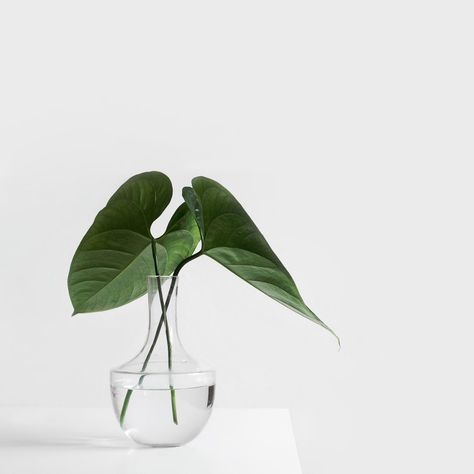 Minimalist websites: what you need to know | Inside Design Blog Big Indoor Plants, Ivy Plants, Authentic Wedding, Fast Growing Trees, Visual Aesthetics, Inside Design, Victorian Decor, House Plants Decor, White Aesthetic