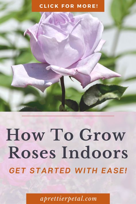 Growing Roses Indoors, Indoor Flower Garden, Indoor Roses, How To Grow Roses, Best Roses, Types Of Roses, Growing Plants Indoors, Growing Roses, Stay Alive