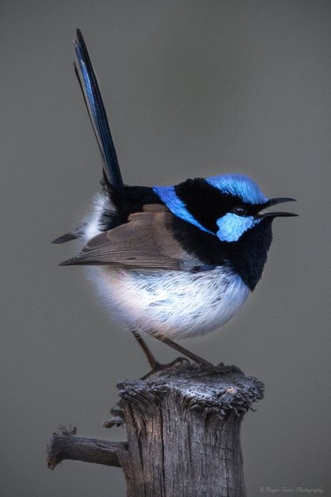 Blue Wrens Australian, Superb Fairy Wren, Wren Tattoo, Fairy Wrens, Blue Wren, Fairy Wren, Australian Birds, Sparrows, Airbrush Art