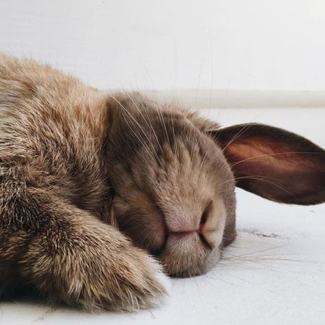 gracewins: Colin Hare Aesthetic, Sleeping Bunny, Funny Bunnies, Weimaraner, Hamsters, Cute Creatures, Cocker Spaniel, Doberman, 귀여운 동물