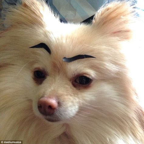 Dog With Eyebrows, Funny Eyebrows, Funny Looking Dogs, Eyebrow Art, Raised Eyebrow, Dog Allergies, Silly Dogs, Very Funny Pictures, Dog Face