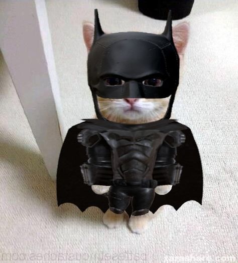 El Gato Batman 2022 Gato Batman, Real Batman, Batman Meme, Batman Cat, Cute Batman, Batman Decor, Batman Drawing, Batman Pictures, I Am Batman