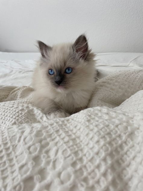 Cute ragdoll kitten Ragdoll Cats And Kittens, Ragdoll Aesthetic, Fluffy Ragdoll Cat, Ragamuffin Kittens, Ragdoll Kittens, Dream's Cat, Newborn Kittens, Ragdoll Cats, Persian Kittens