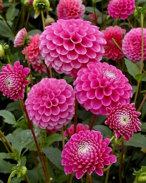 Fairy Lights Decoration, Garden Fairy Lights, Dahlia Flower Garden, How To Grow Dahlias, Grow Dahlias, Lantern With Fairy Lights, Mexican Garden, Purple Bridal Bouquet, Lights Decoration