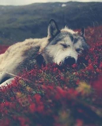 Sleeping Wolf, Dog Tumblr, Your Spirit Animal, Beautiful Wolves, Wolf Spirit, White Wolf, A Wolf, Jolie Photo, Spirit Animal