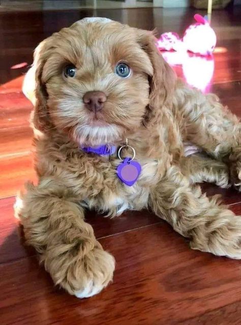 Scruffy Dogs, Teddy Bear Puppies, Maltipoo Puppies, Cute Small Dogs, Puppy Mom, Teddy Bear Dog, Cockapoo Dog, Dog Mommy, Very Cute Puppies