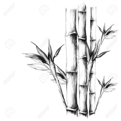 Drawing Of Leaves, Panda Sketch, Tree Line Drawing, Bamboo Drawing, Frame Texture, Texture Sketch, Plant Drawings, Flowers Texture, Plant Sketches