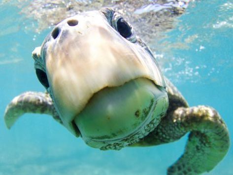 39 incredible award-winning underwater photos that will take your breath away Underwater Pictures, Green Sea Turtle, Turtle Love, Underwater Photos, Cute Turtles, A Turtle, Underwater Photography, Sea Animals, Sea Creatures