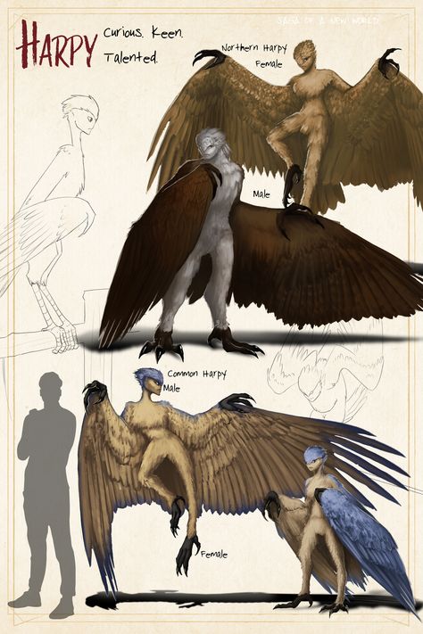 Harpy Creature, Harpy Warrior, Fantasy Species Humanoid, Harpy Character Design, Winged Humanoid, Harpy Oc, Anthro Bird, Fantasy Species, Dnd Encounters