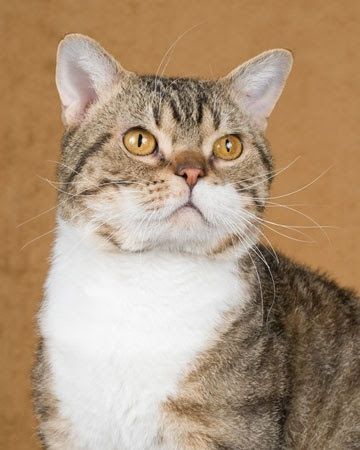 The Rarest Cat Breeds. Top 10 (with Photos) - PetTime American Wirehair Cat, Turkish Van Cats, Large Cat Breeds, Domestic Cat Breeds, Rare Cat Breeds, American Wirehair, American Shorthair Cat, American Curl, Unique Facts