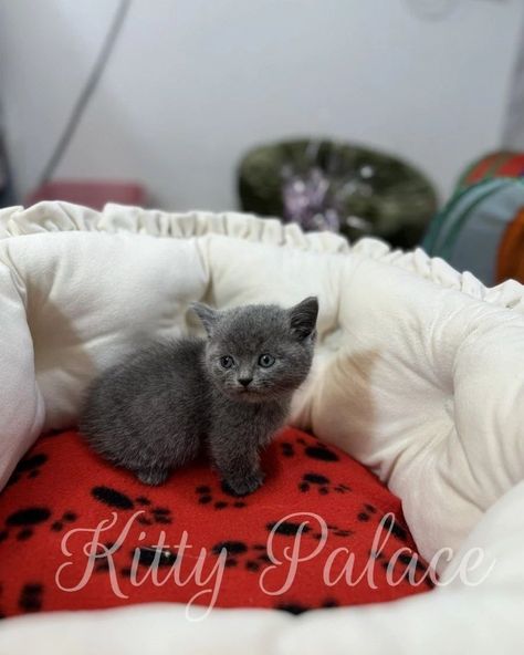 Available Scottish (Munchkin) Kittens 😻😻😻 Ready to go home 🏠❤️ Dewormed, vaccinated, litter box trained, neutering/spaying and TICA registration📍 We make delivery 🚗 Phone 973-270-3978 📲 #kittypalacecattery #catsforsale #catsnearme #mylovecat #bestcat #funnykittens #amazingcats #bestkittens #scottishfold #scottishstraight #kittensforsale #chinchillakittebs #lovelykittens #catslife #goldenshaded #silvershaded #buykitty #kittenssaleny #kittensforsalebrooklyn #charmingkittens #scottishkittens ... Munchkin Kittens For Sale, Munchkin Kitten, Kitten For Sale, Cats For Sale, Boxing Training, Scottish Fold, Kittens Funny, Cat Adoption, Litter Box