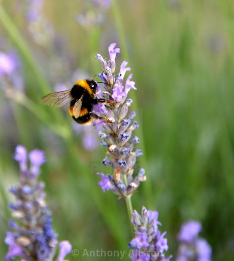 "Bumblebee on lavender" by Anthony Allston - €14.86 Explosion Book, Email Marketing Newsletter, Website Backgrounds, Print Advertising, Marketing Website, Embroidery Ideas, Wedding Invites, Us Images, Bumble Bee