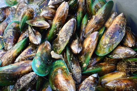 green-lipped mussels, mussels oil,  joint pain relief supplements Mussels Recipe, Green Lips, Green Lipped Mussel, Source Of Protein, Protein Sources, Omega 3, Fatty Acids, Things To Know, Delicious Recipes